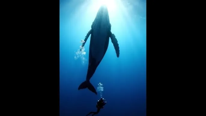 jable av - 深蓝星球：探索海洋深处的未知世界
